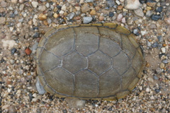 Yellow Mud Turtle photo 3