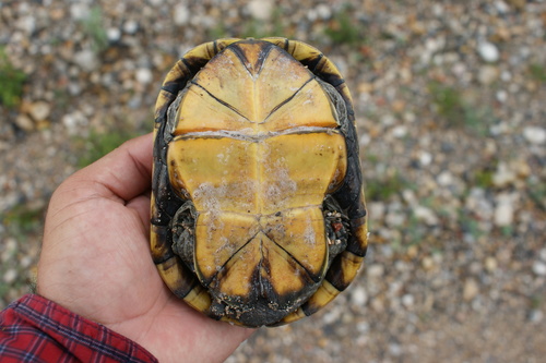 Yellow Mud Turtle