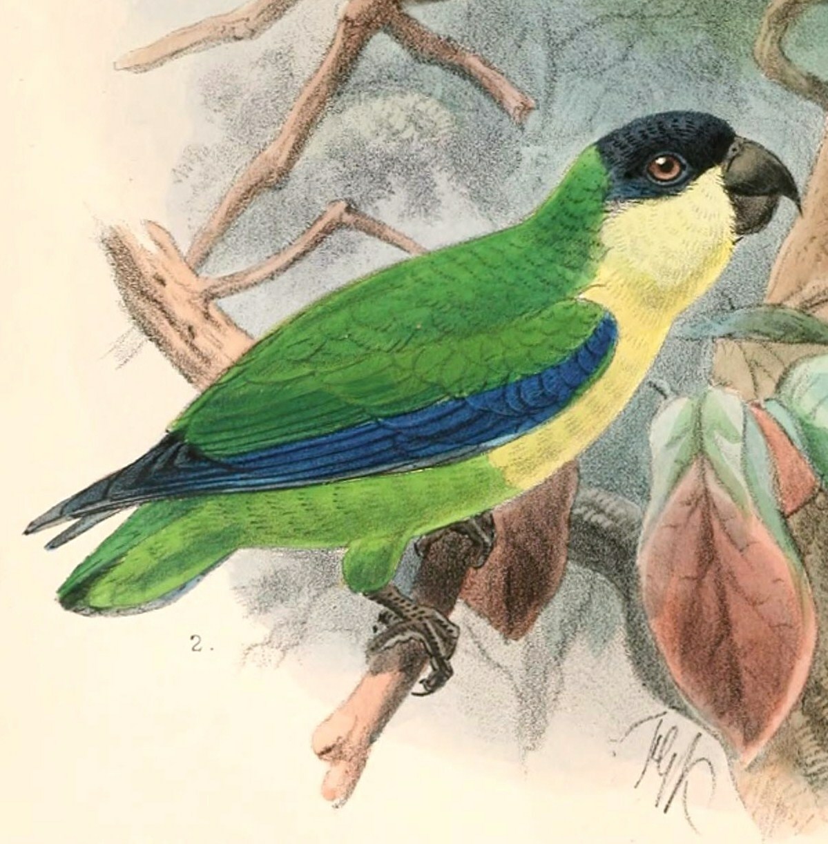 Black-fronted Fig-Parrot illustration