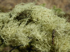 Usnea perplexans