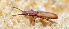 Silvanus bidentatus