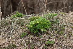 Corydalis nobilis