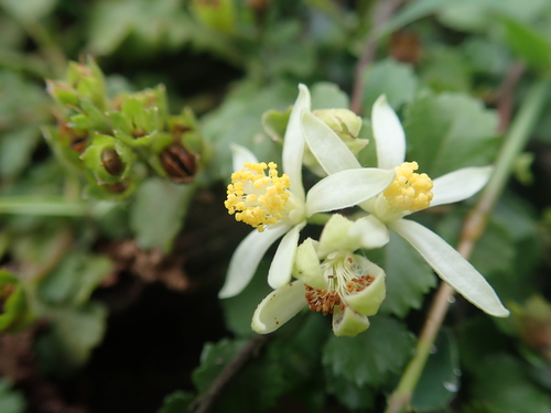 Grewia piscatorum, photograph 4