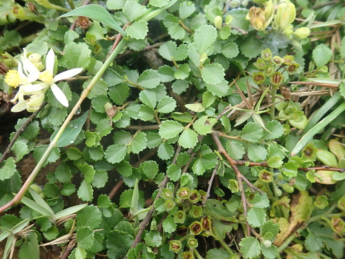 Grewia piscatorum, photograph 5