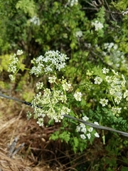Ligusticum grayi