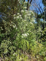Ligusticum grayi