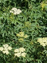 Ligusticum grayi