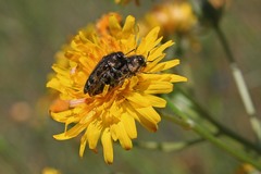 Acmaeodera retifera