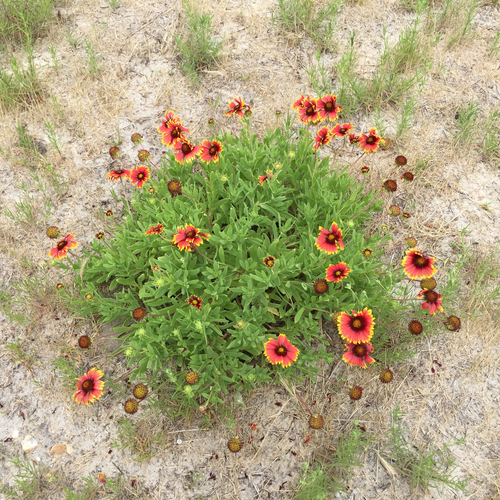 Gaillardia pulchella