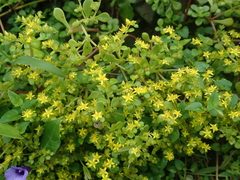 Sedum formosanum