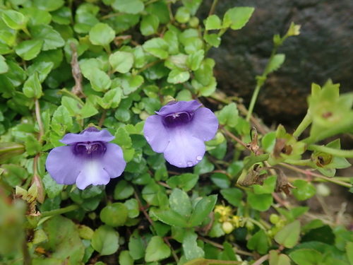 Torenia concolor, photograph 6