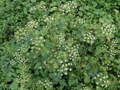 Peucedanum japonicum