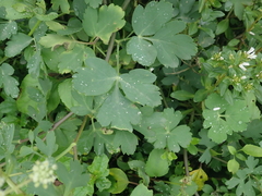 Peucedanum japonicum