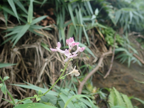Image of Corydalis decumbens by no rights reserved