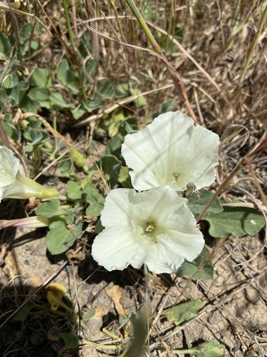 iNaturalist observation photo of Hillside False Bindweed