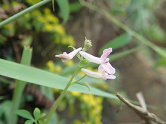 Corydalis decumbens