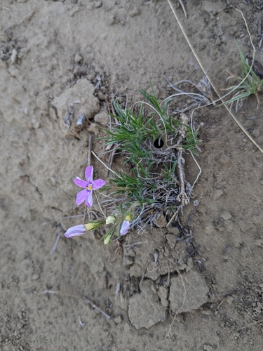 Siberian phlox (Phlox sibirica)