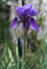 Iris pallida illyrica