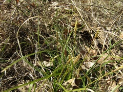 Carex pediformis macroura