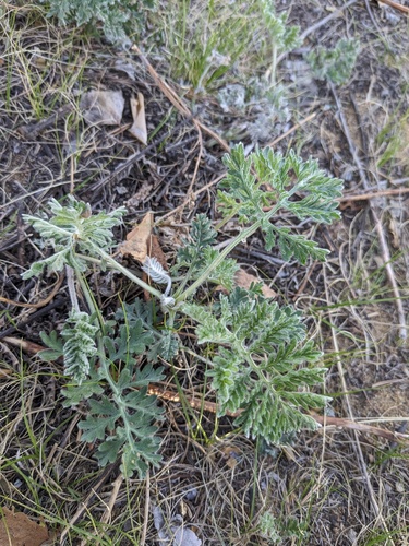 Artemisia tanacetifolia iNat (3)