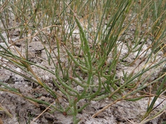 Salicornia rubra