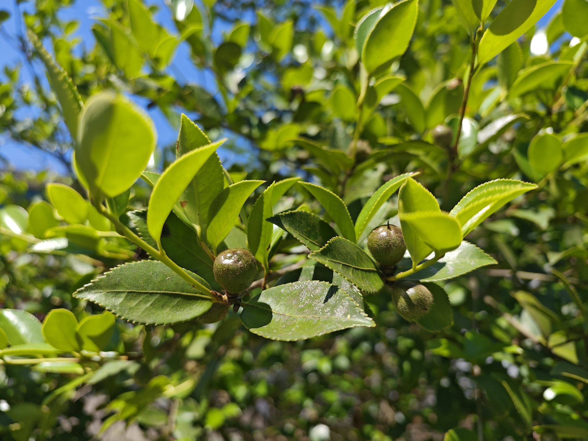 Imagem de Camélia-do-chá