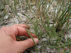 Salicornia rubra