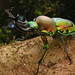 Rainbow Stag Beetle - Photo (c) Dash Huang, some rights reserved (CC BY-NC-SA)