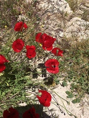 Papaver umbonatum