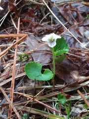 Viola renifolia