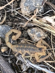 Centruroides exilicauda