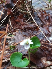 Viola renifolia