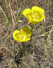 Yellow Mariposa Lily - Photo (c) randomtruth, some rights reserved (CC BY-NC-SA)
