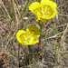 Yellow Mariposa Lily - Photo (c) randomtruth, some rights reserved (CC BY-NC-SA)