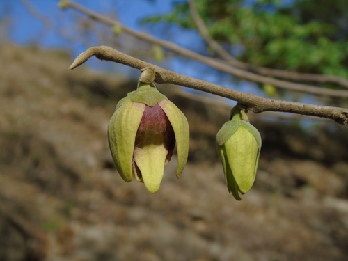 Sapranthus isae