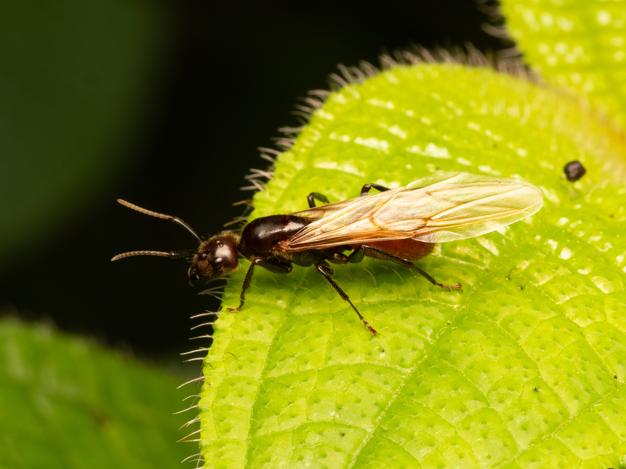 Myrmotarsus