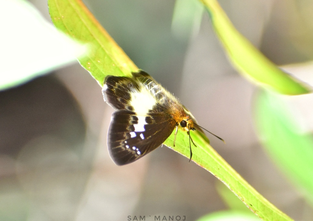 White-banded Flat