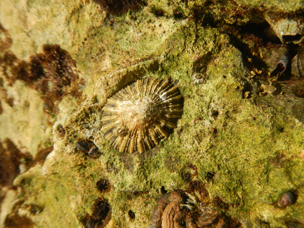 Lottia acutapex