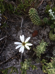 Arctotis aspera aspera