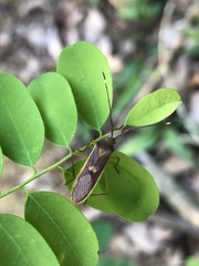 Homoeocerus rubromaculatus