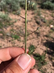 Camelina microcarpa