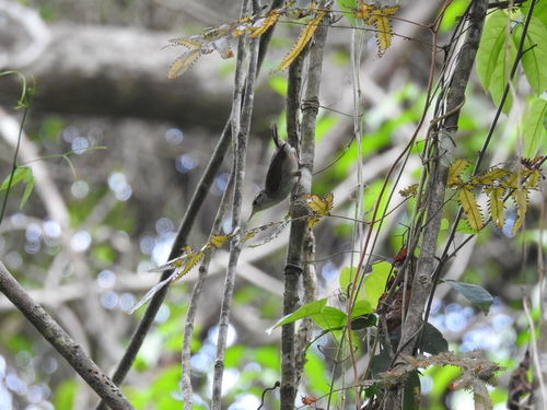 White-bellied Wren (West Mexico)