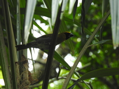 Caryothraustes poliogaster