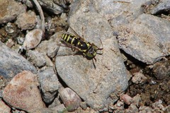 Euparagia scutellaris