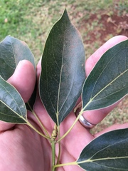 Ocotea usambarensis