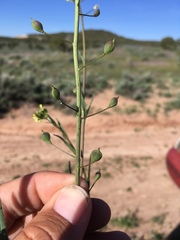 Camelina microcarpa