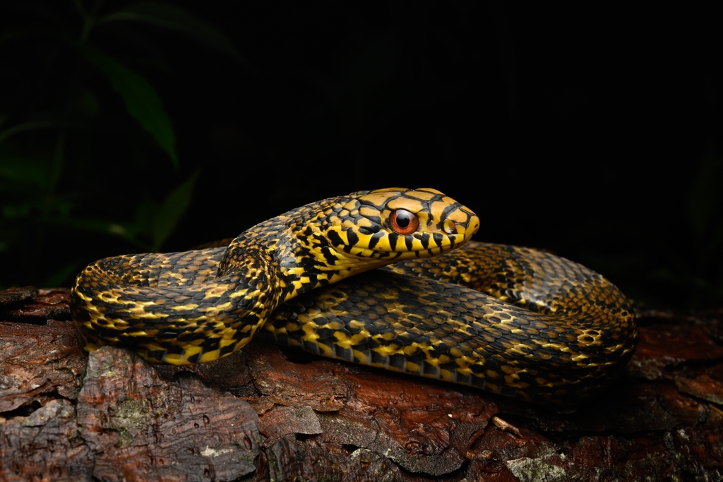 Taiwan Stink Snake
