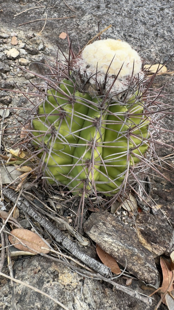 Melocactus mazelianus, Puerto Carreno, Puerto Carreño, Vichada, CO