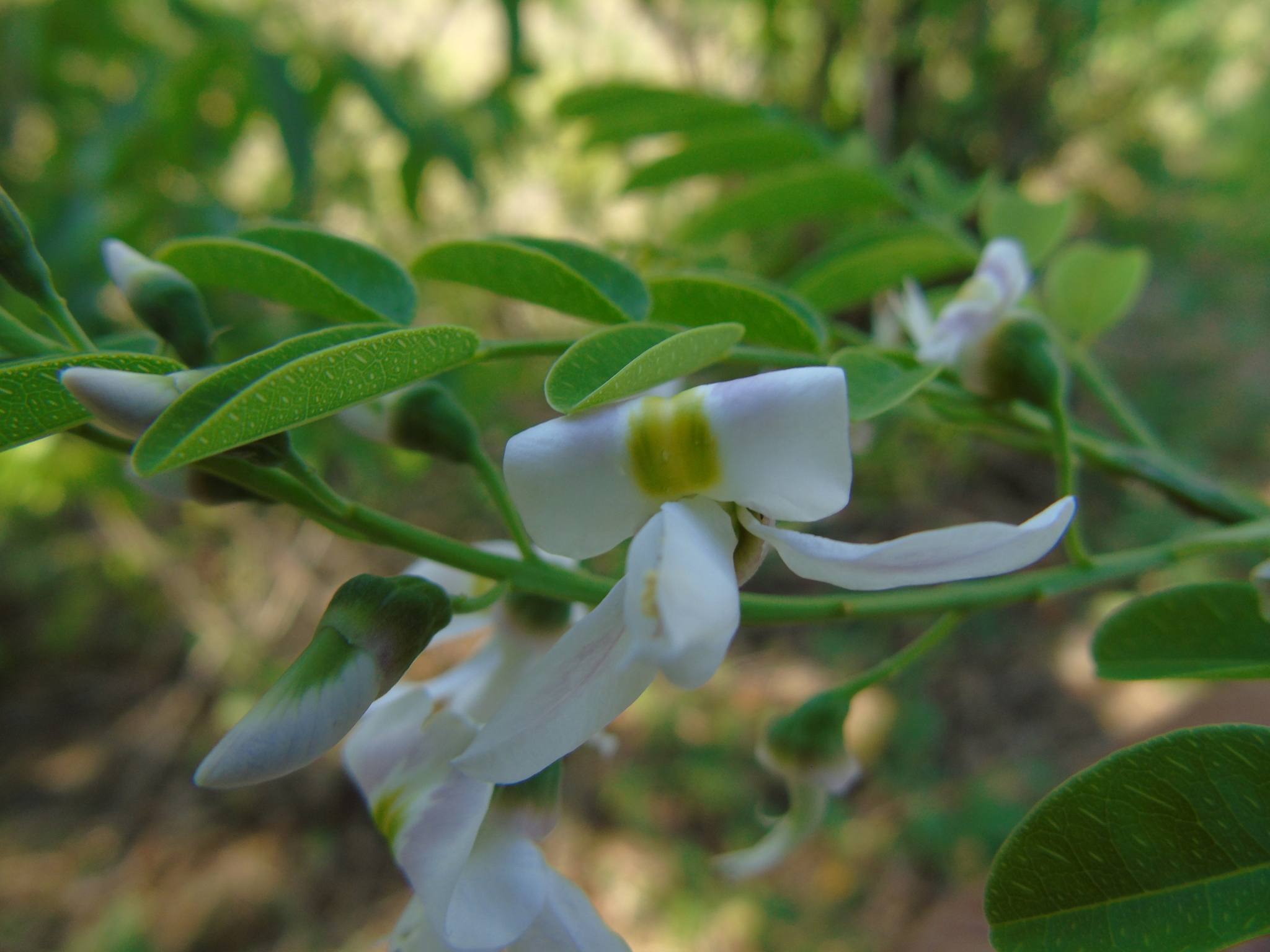 Myrospermum frutescens