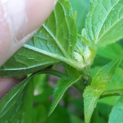Galinsoga quadriradiata